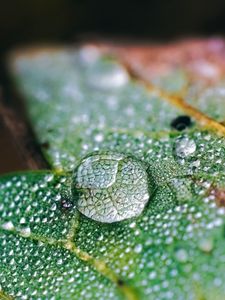 Preview wallpaper drops, water, macro, leaf