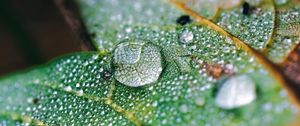 Preview wallpaper drops, water, macro, leaf