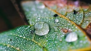 Preview wallpaper drops, water, macro, leaf