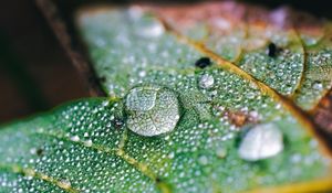 Preview wallpaper drops, water, macro, leaf