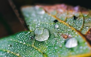 Preview wallpaper drops, water, macro, leaf