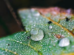 Preview wallpaper drops, water, macro, leaf