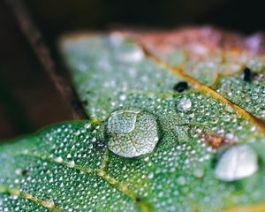 Preview wallpaper drops, water, macro, leaf