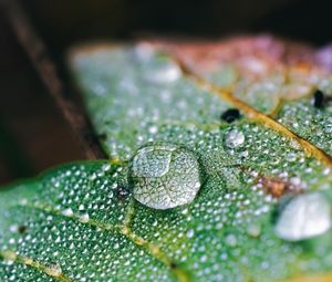 Preview wallpaper drops, water, macro, leaf