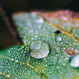 Preview wallpaper drops, water, macro, leaf