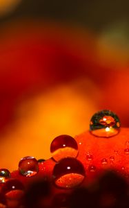 Preview wallpaper drops, water, macro, petals, red