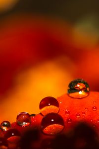 Preview wallpaper drops, water, macro, petals, red