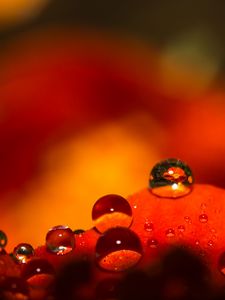 Preview wallpaper drops, water, macro, petals, red