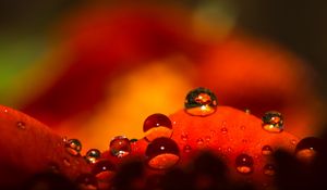 Preview wallpaper drops, water, macro, petals, red
