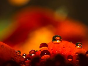 Preview wallpaper drops, water, macro, petals, red