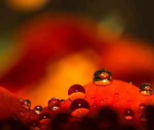 Preview wallpaper drops, water, macro, petals, red