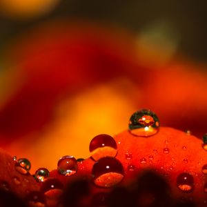 Preview wallpaper drops, water, macro, petals, red