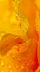 Preview wallpaper drops, water, petals, flower, macro, yellow