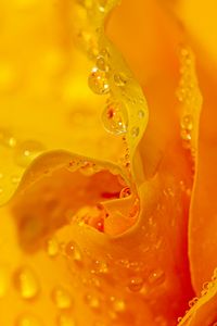 Preview wallpaper drops, water, petals, flower, macro, yellow