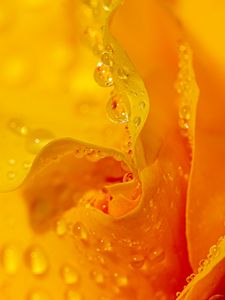 Preview wallpaper drops, water, petals, flower, macro, yellow