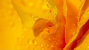 Preview wallpaper drops, water, petals, flower, macro, yellow