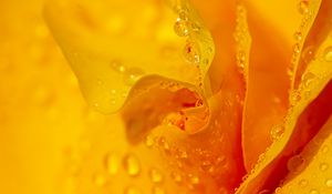 Preview wallpaper drops, water, petals, flower, macro, yellow