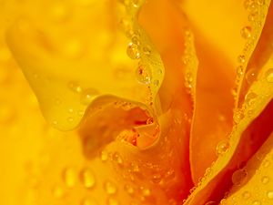 Preview wallpaper drops, water, petals, flower, macro, yellow