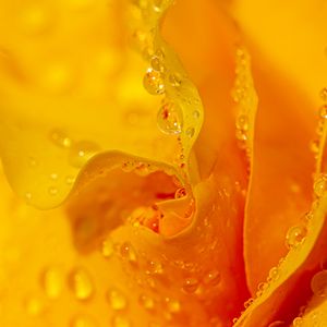 Preview wallpaper drops, water, petals, flower, macro, yellow