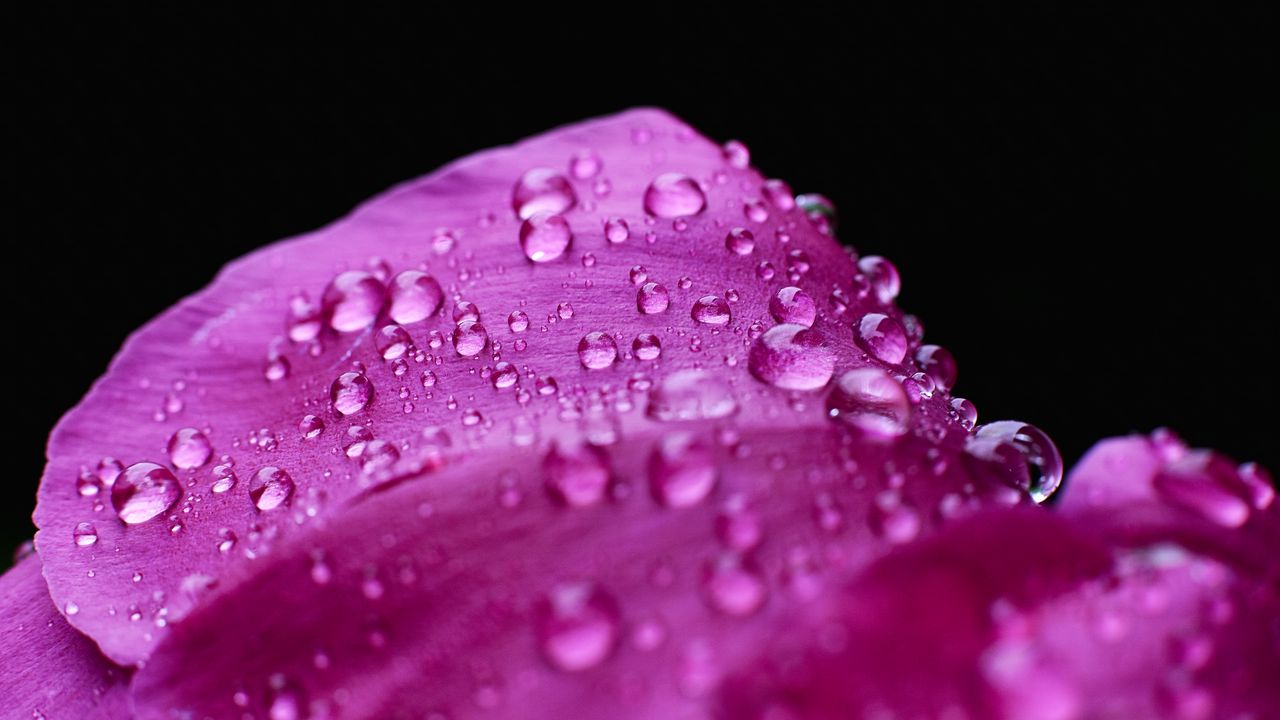 Wallpaper drops, water, petals, pink, flower