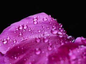 Preview wallpaper drops, water, petals, pink, flower