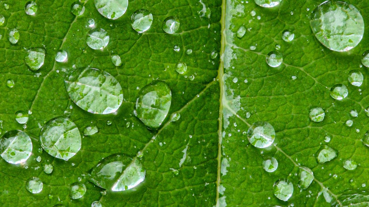 Wallpaper drops, water, rain, leaf, macro, green
