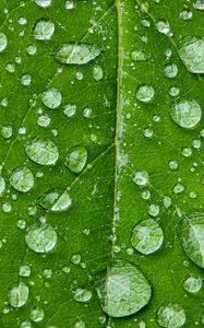 Preview wallpaper drops, water, rain, leaf, macro, green