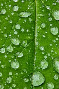 Preview wallpaper drops, water, rain, leaf, macro, green