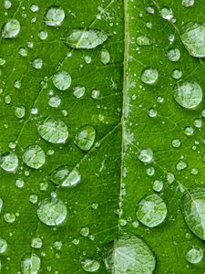 Preview wallpaper drops, water, rain, leaf, macro, green