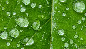 Preview wallpaper drops, water, rain, leaf, macro, green