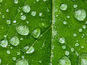 Preview wallpaper drops, water, rain, leaf, macro, green