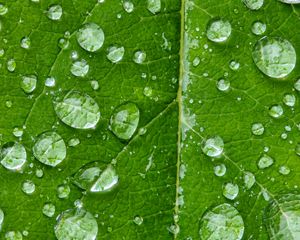 Preview wallpaper drops, water, rain, leaf, macro, green