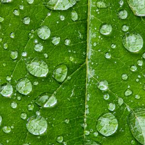 Preview wallpaper drops, water, rain, leaf, macro, green