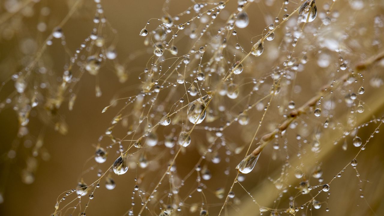 Wallpaper drops, water, rain, grass, blur