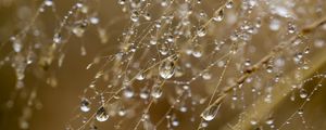 Preview wallpaper drops, water, rain, grass, blur