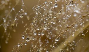 Preview wallpaper drops, water, rain, grass, blur