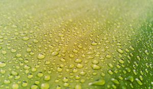 Preview wallpaper drops, water, surface, rain, macro