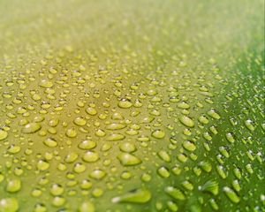 Preview wallpaper drops, water, surface, rain, macro