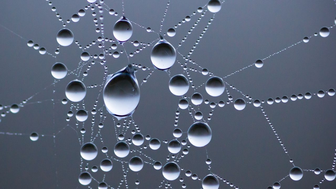 Wallpaper drops, water, web, macro