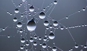 Preview wallpaper drops, water, web, macro