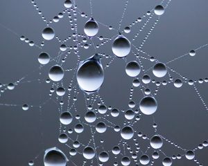 Preview wallpaper drops, water, web, macro
