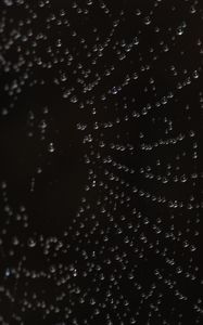 Preview wallpaper drops, web, macro, darkness