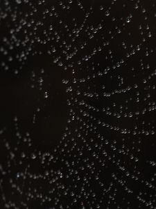 Preview wallpaper drops, web, macro, darkness