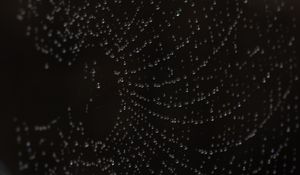 Preview wallpaper drops, web, macro, darkness
