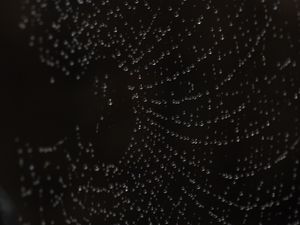 Preview wallpaper drops, web, macro, darkness