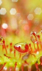 Preview wallpaper drosera, macro, plant, drops