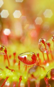 Preview wallpaper drosera, macro, plant, drops