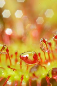 Preview wallpaper drosera, macro, plant, drops