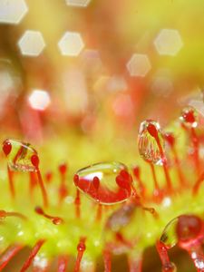 Preview wallpaper drosera, macro, plant, drops