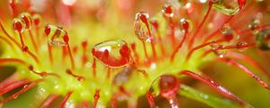 Preview wallpaper drosera, macro, plant, drops